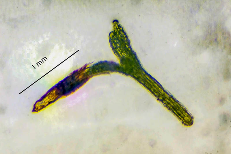 Drosera madagascariensis